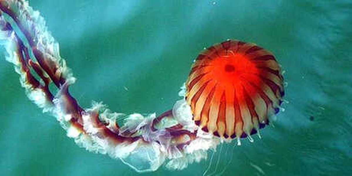 Akdeniz İçin \'Denizanası\' Uyarısı