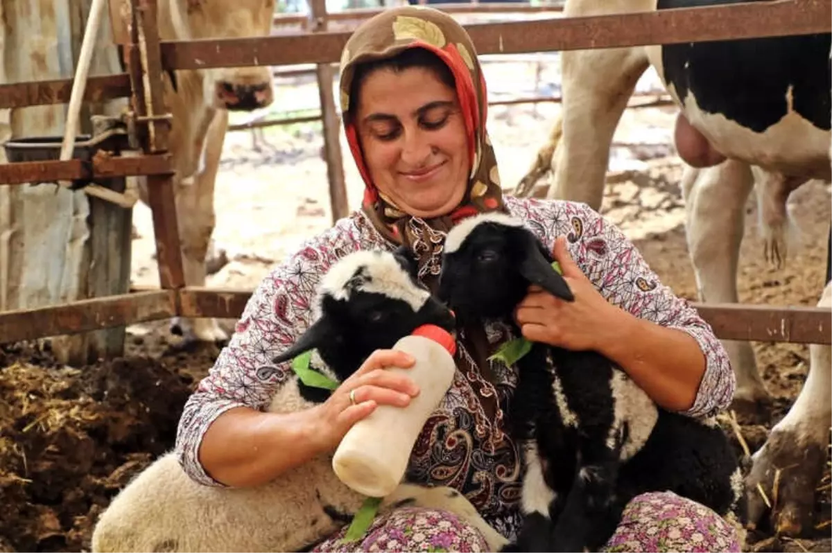 Anneleri Doğumda Ölen İkiz Kuzulara \'Özel Anne\' Şefkati