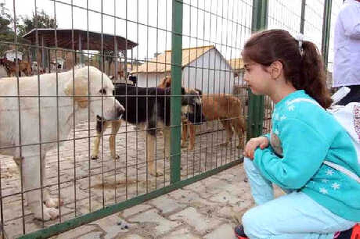 Çocuklar Kedi, Yetişkinler Köpek Sahipleniyor