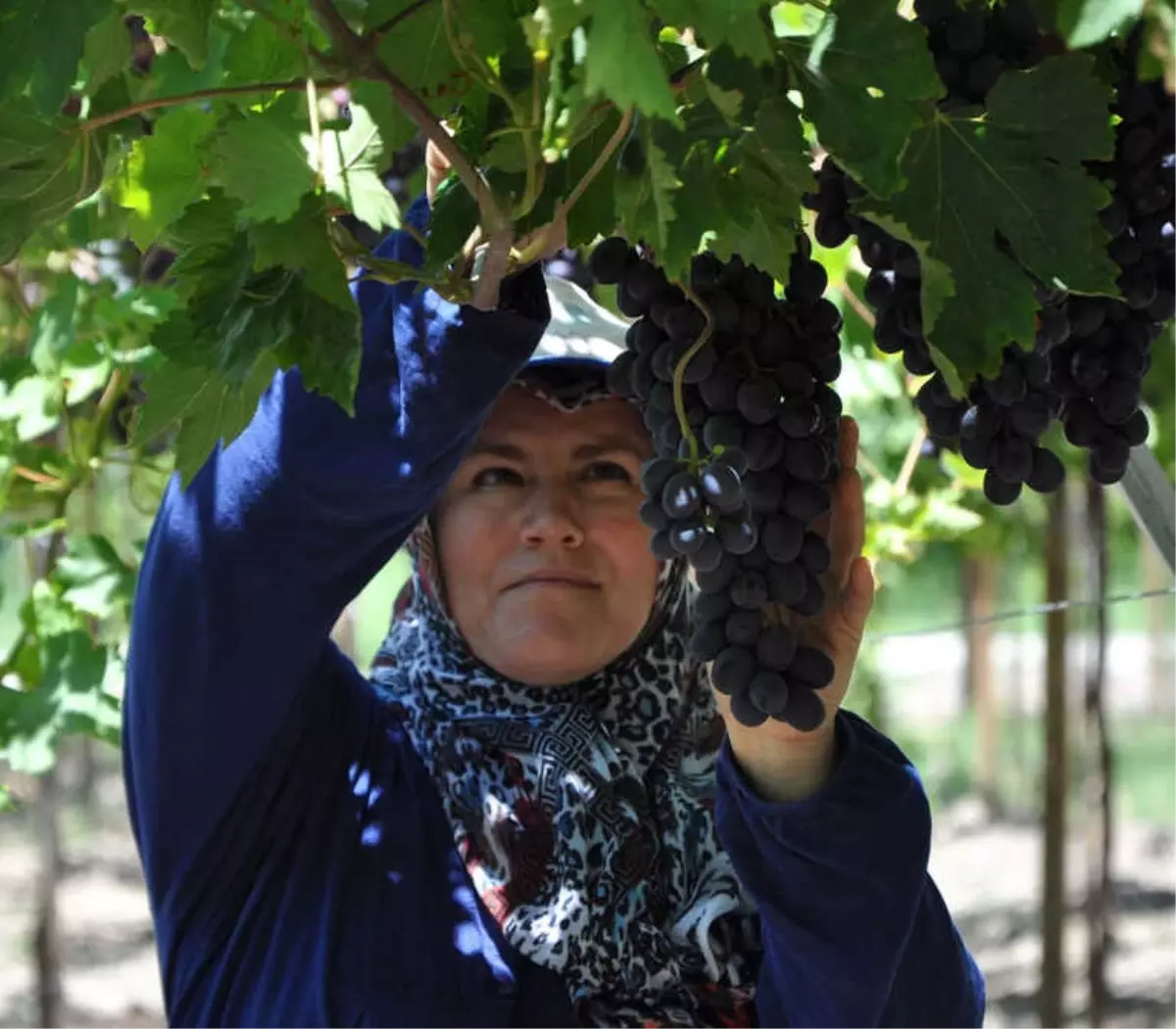 Erkenci Üzüm Hasadı Başladı