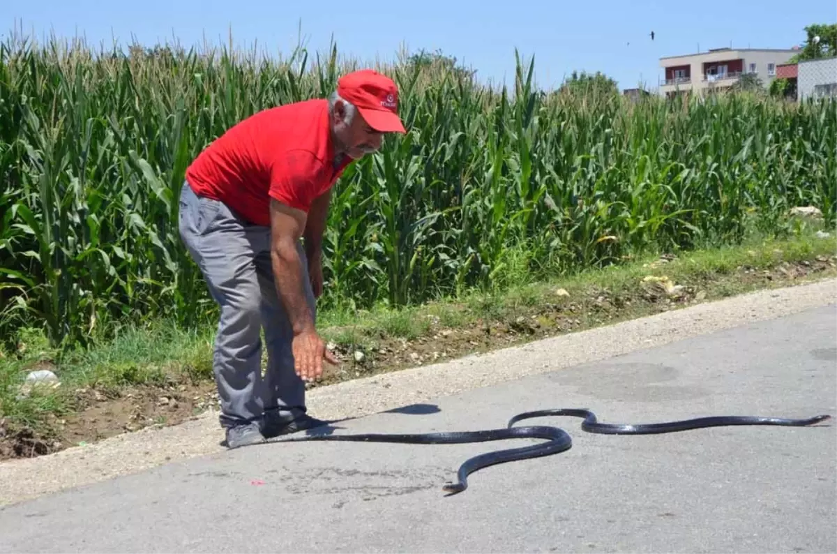 Etrafı Yılanlar Bastı