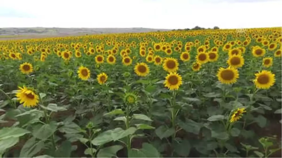 Gezgin Arıcılar İçin Edirne Vazgeçilmez Duraklardan