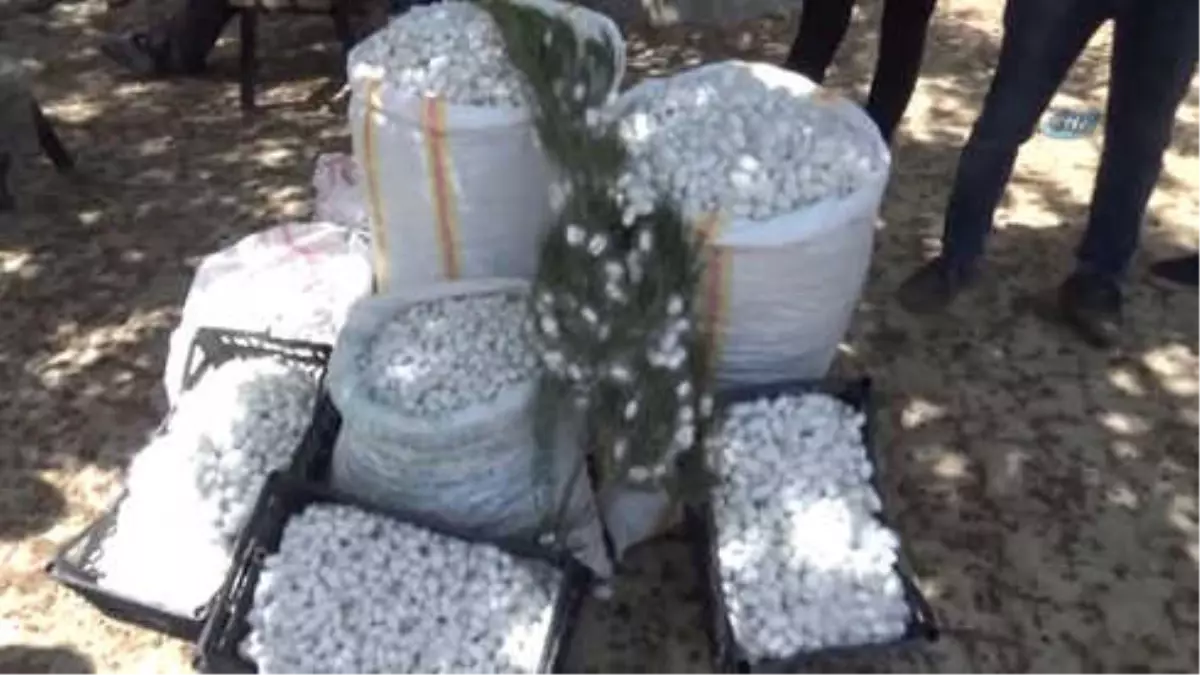 İpekböceği Kadınların Yüzünü Güldürdü