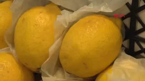 arduvaz fide yok istanbul halinde limon fiyatlari bilsanatolye com