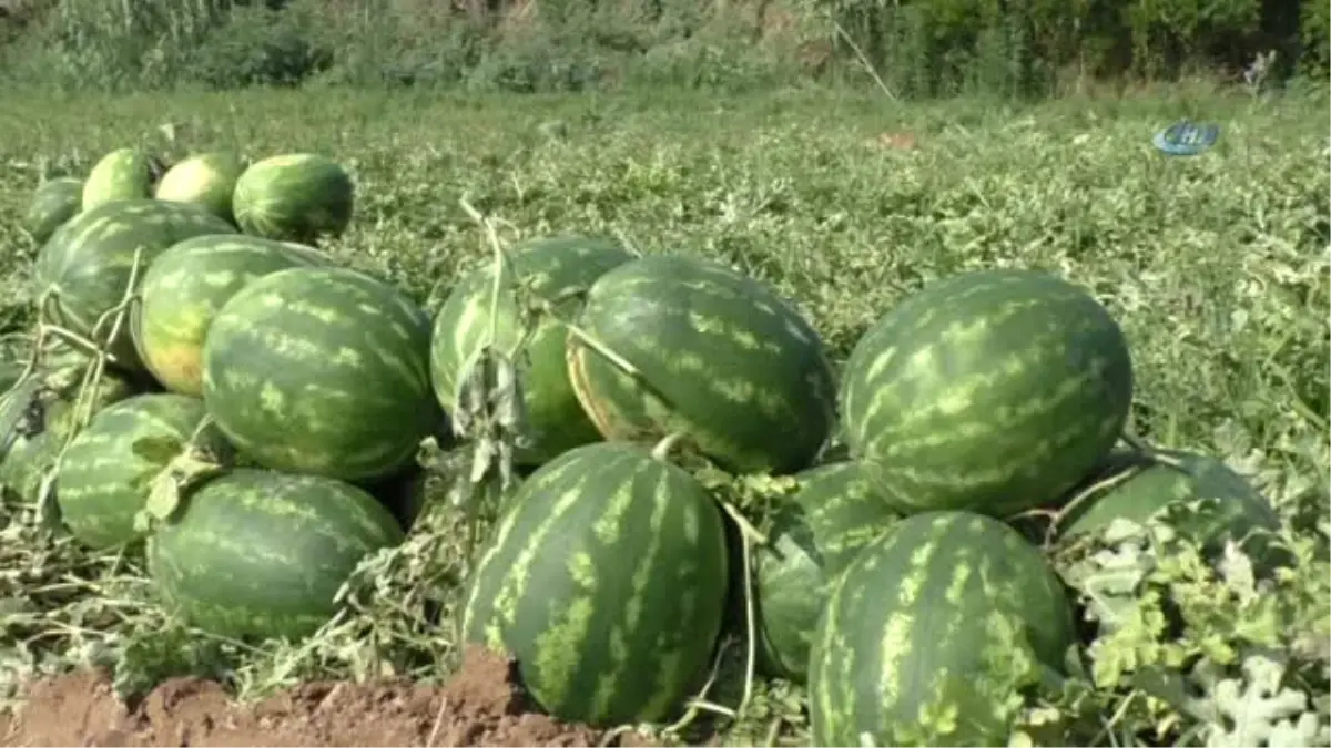 Kapıda Teker Teker Kontrol Ediyorlar... Tarladan Sofraya Atça Karpuzu