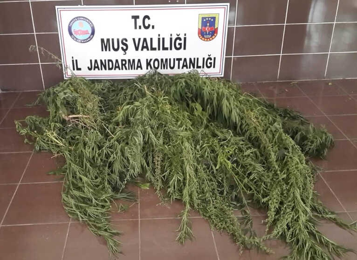 Muş\'ta Ekili Vaziyette 116 Kök Kenevir Ele Geçirildi