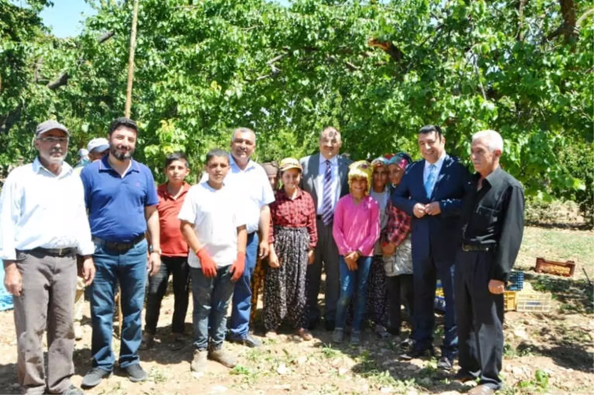 Vali Kaban Kayısı Hasadını Yerinde İnceledi