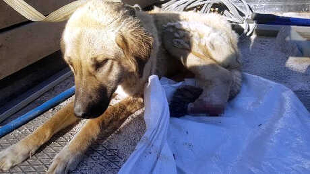 Ayağı Kesilen Köpek Tedaviye Alındı