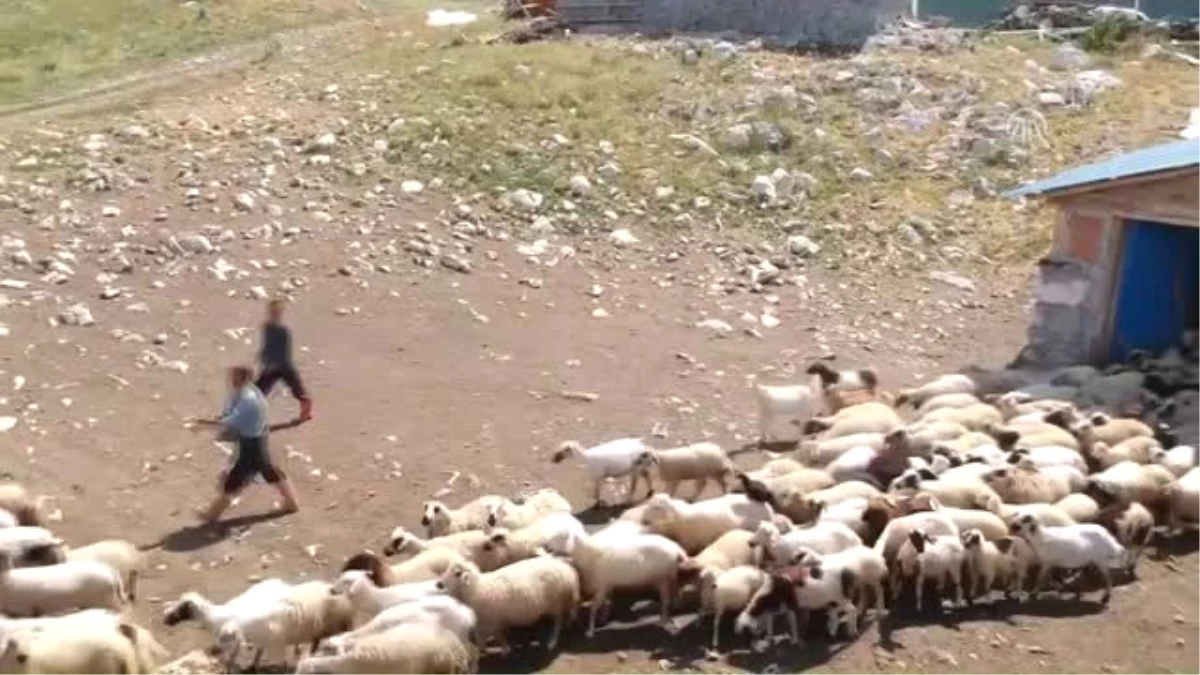 Aydos Yaylası\'nda Koyunlara Yayla Tıraşı
