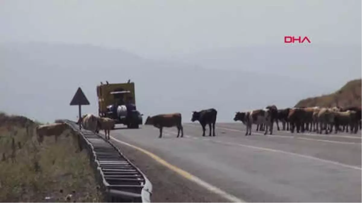 Bingöl Bingöl-Muş Karayoluna İnen İnekler, Yolu Trafiğe Kapattı Hd