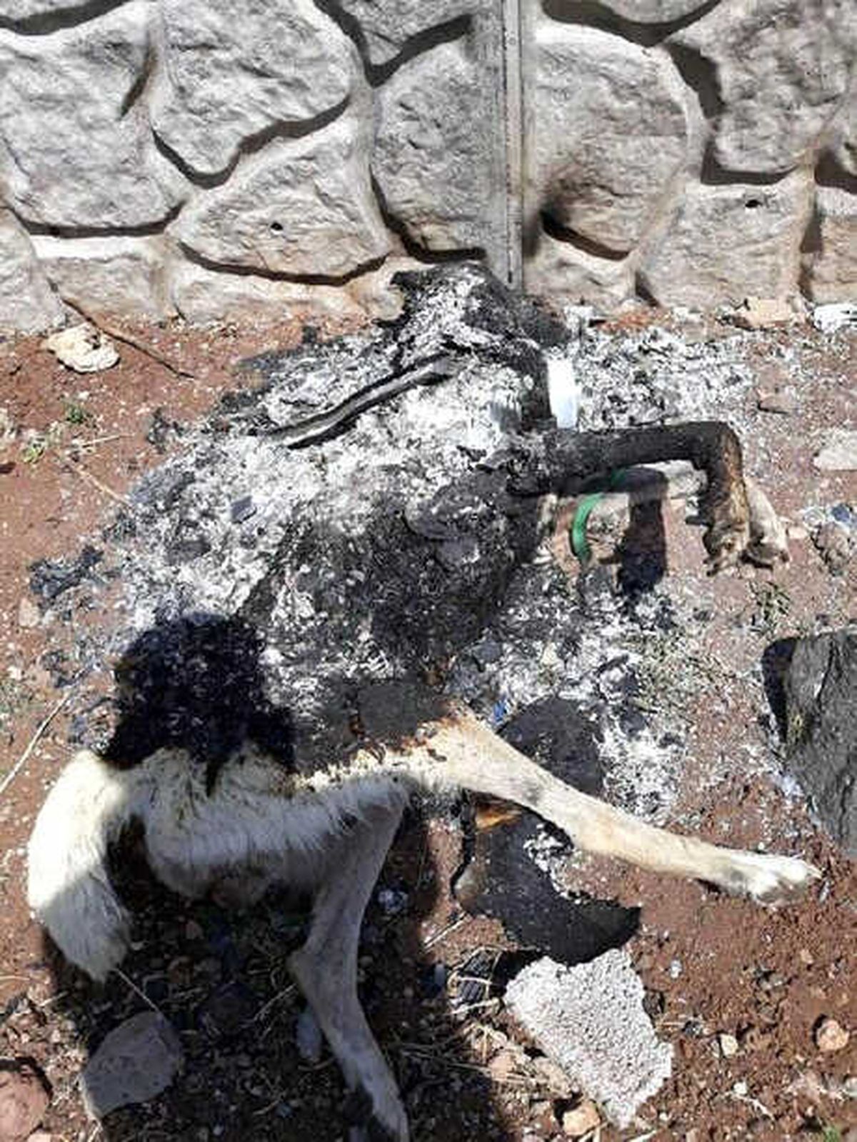 Diyarbakır\'da Yakılan Köpekle İlgili Başsavcılıktan Soruşturma