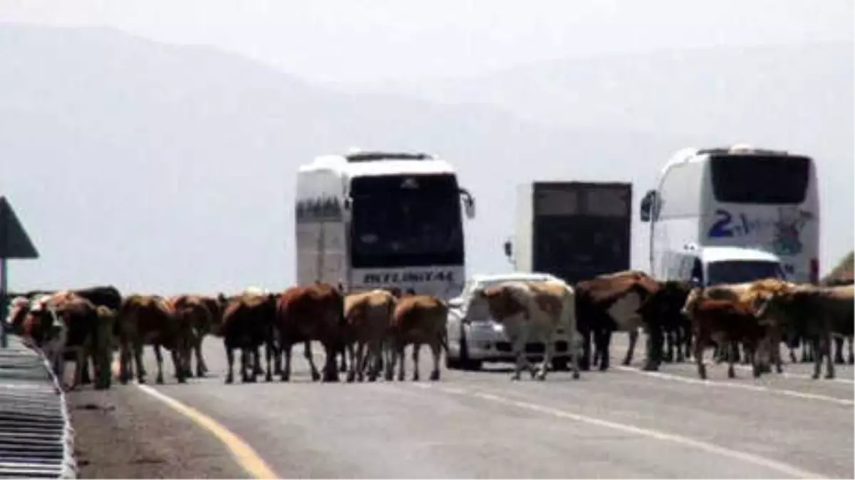 Karayoluna Giren İnekler Yüzünden Trafik Durdu