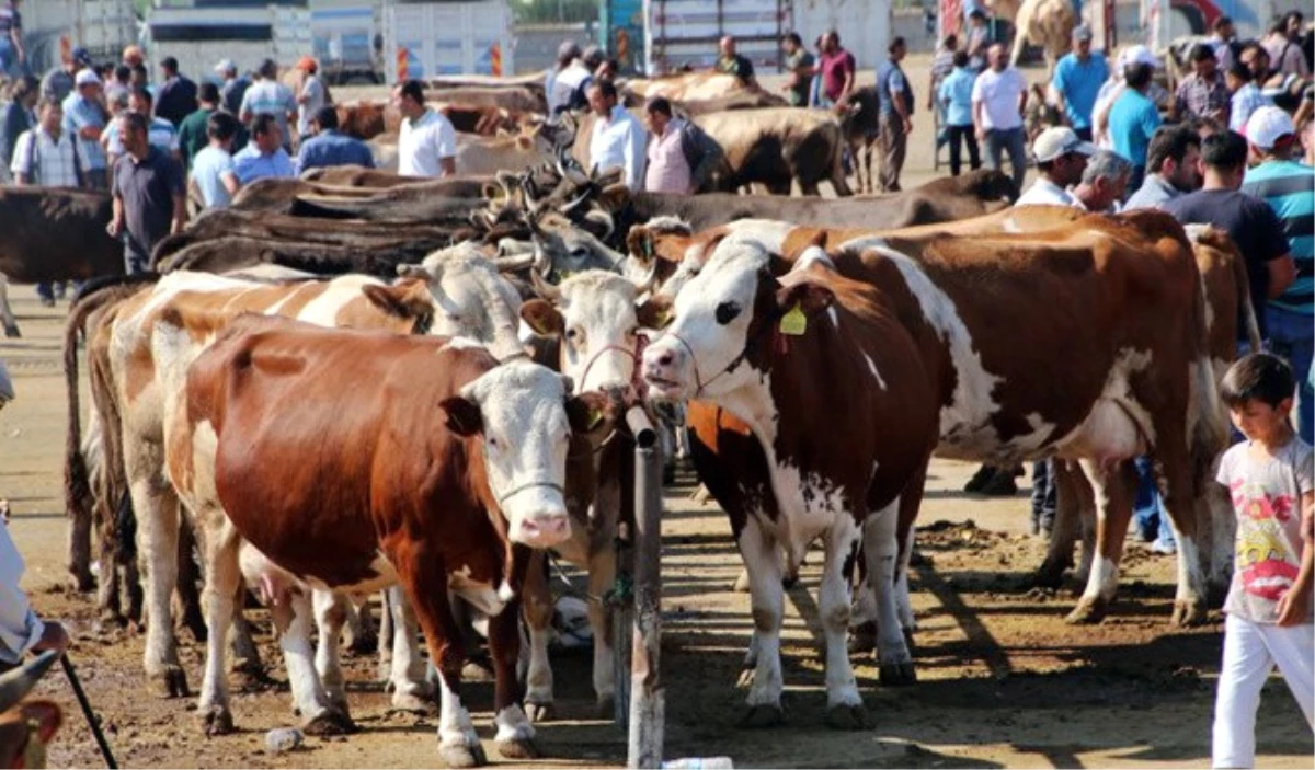 Kurbanlık Fiyatları Belli Oldu! Büyükbaş 7 Bin Lira, Küçükbaş Bin Lira