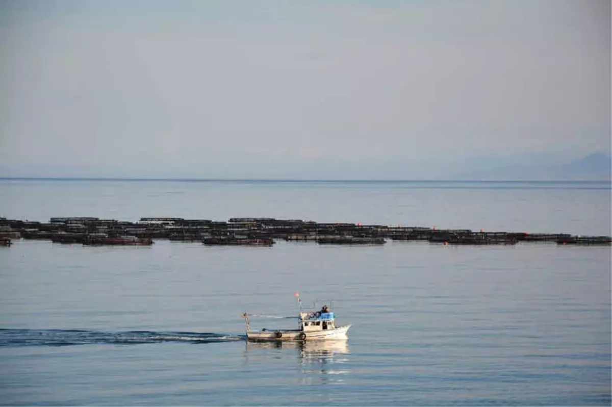 Ordu\'da Kafeslerden Balık Fışkırdı