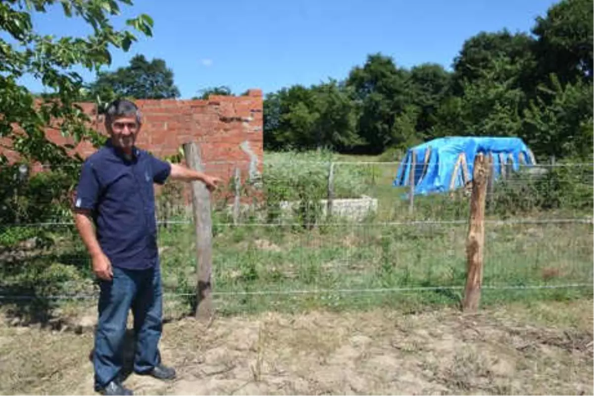 Sinop\'ta, Kurtlar 8 Koyunu Telef Etti