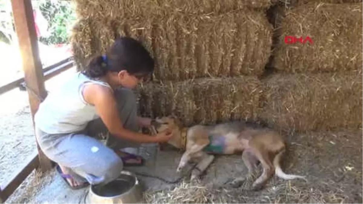 Antalya Göğsünde Kesik Olan Yaralı Köpeği Kurtardılar