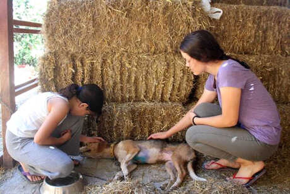 Göğsünde Kesik Olan Yaralı Köpeği Kurtardılar