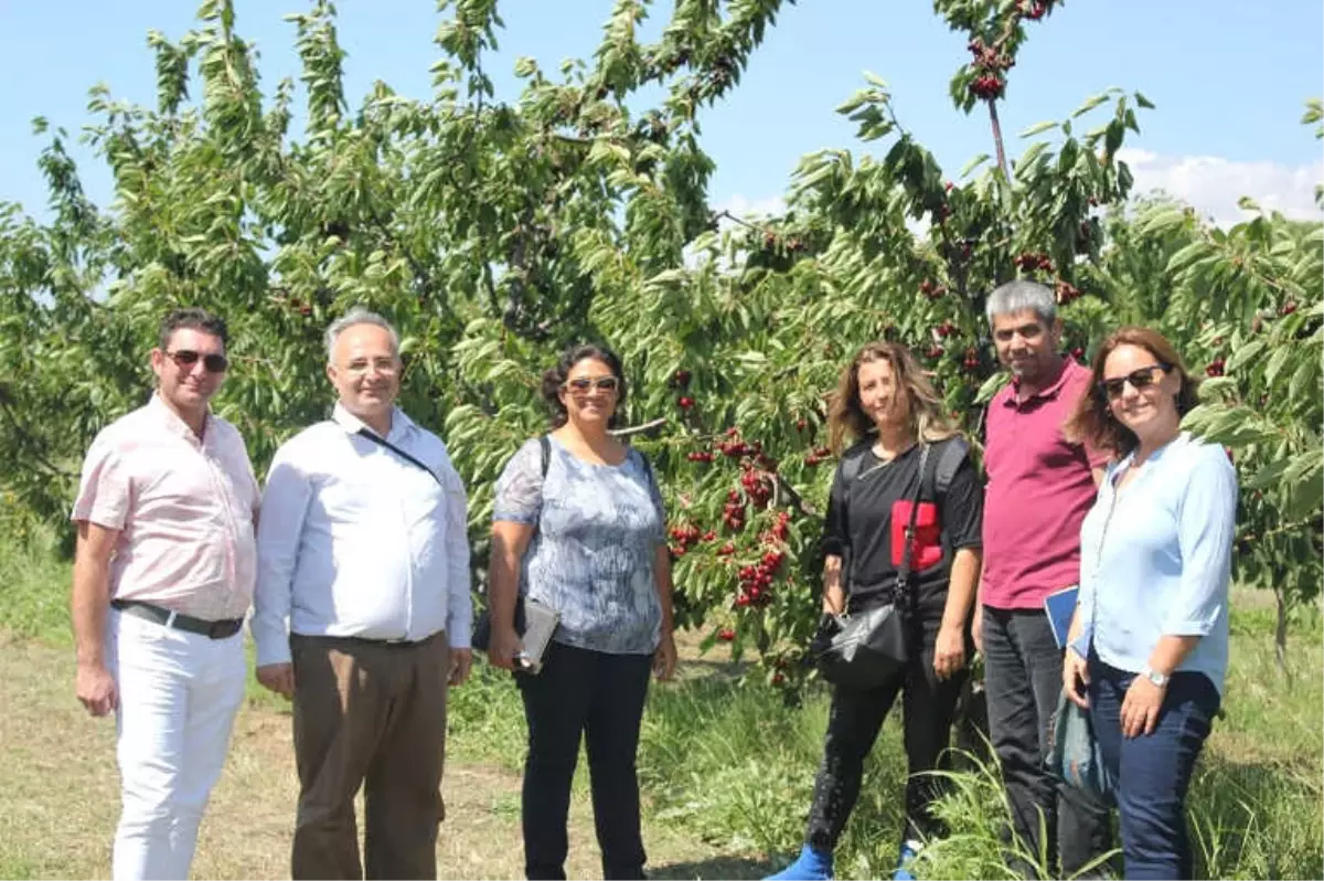 Kiraz Hasadı Eğirdir\'de Masaya Yatırıldı