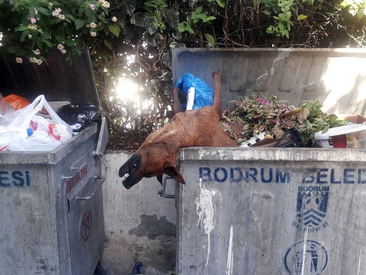 Öldürülüp Çöpe Atılan Köpekler Bodrum\'u Ayağa Kaldırdı
