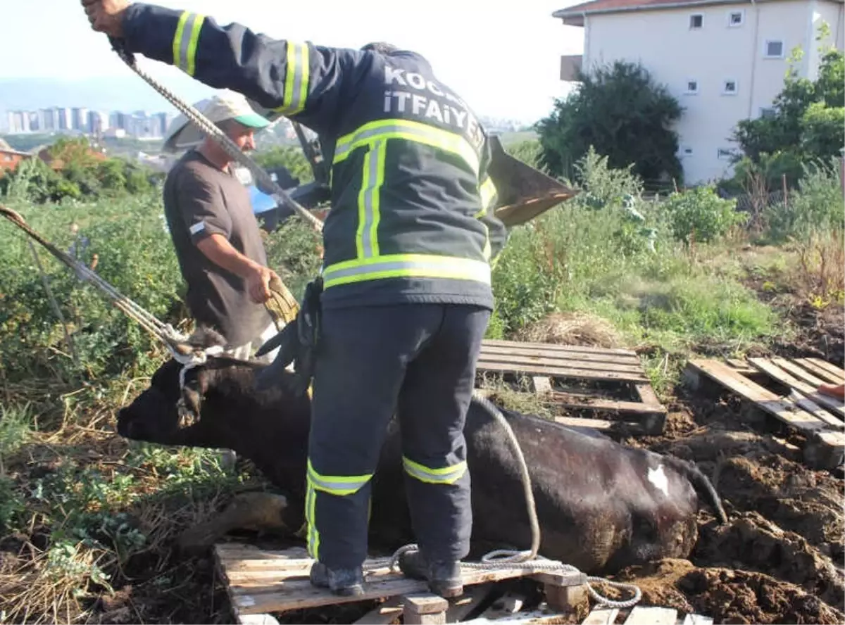 Sahibinden Kaçan Kurbanlık İnek Gübre Yığınına Saplandı