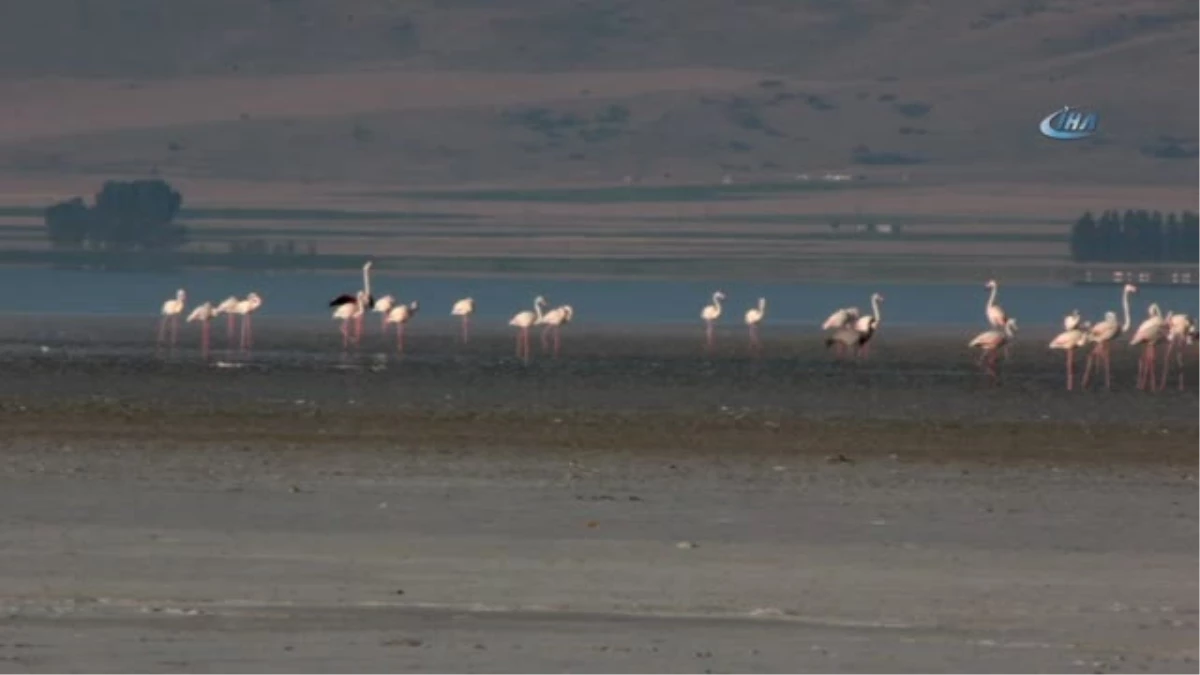 Seyfe Gölü\'nde Flamingolar Arasındaki Turnalar Görenleri Şaşırttı