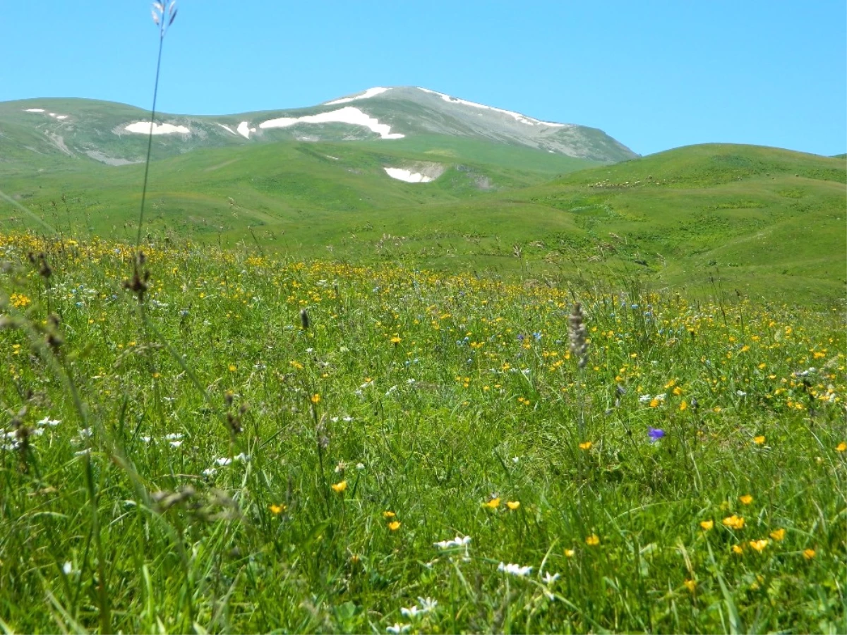 Urema Yaylası Karlı Dağları ve Rengarenk Çiçekleri ile Muhteşem Bir Doğal Güzellik Oluşturuyor