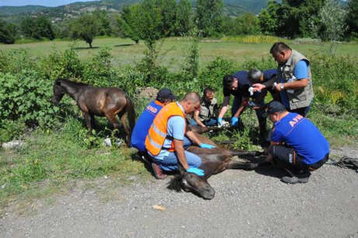 Aracın Çarptığı At ile Tayın Ayakları Kırıldı