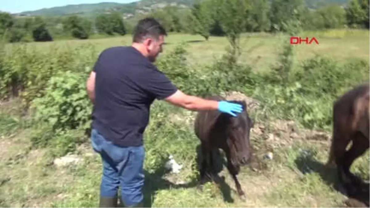 Bartın Aracın Çarptığı At ile Tayın Ayakları Kırıldı