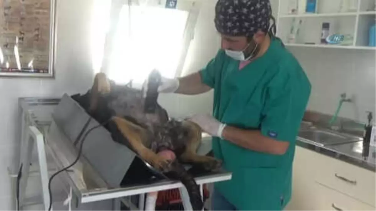 Gebe Köpek, Sezaryen ile 12 Yavru Dünyaya Getirdi