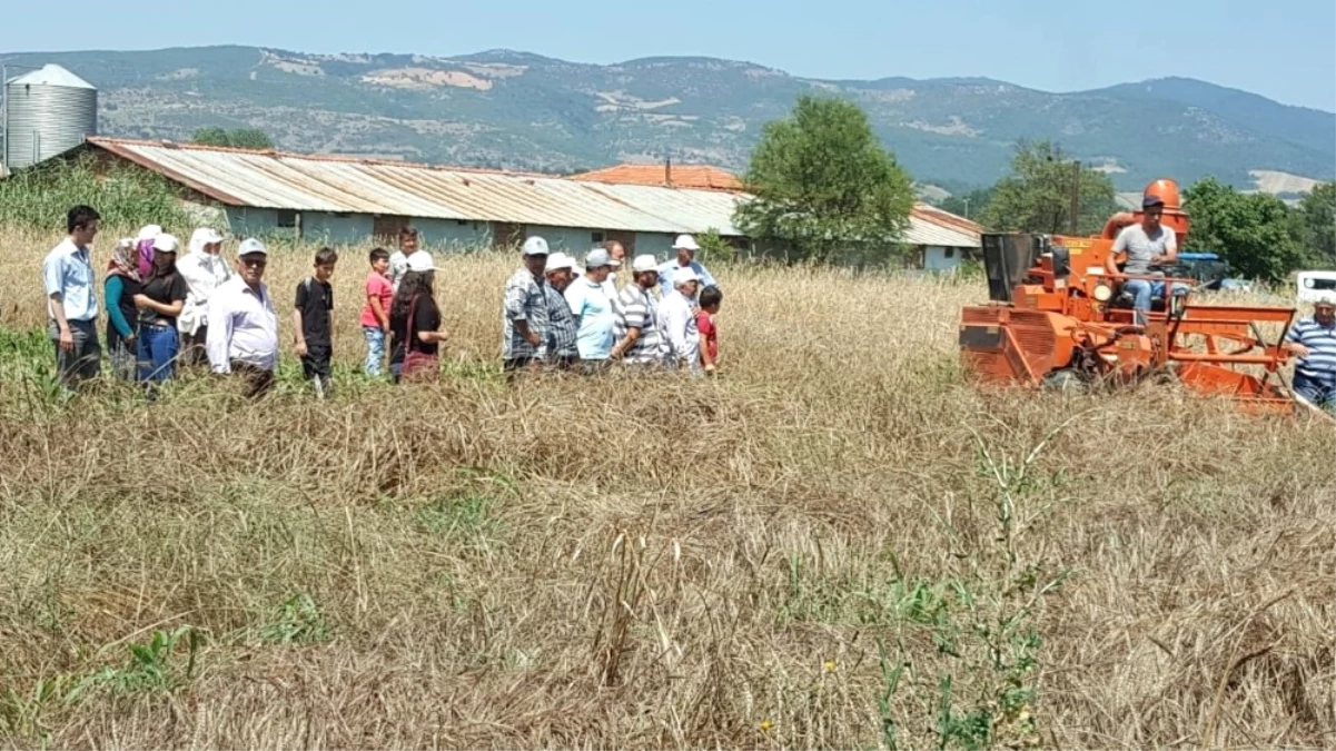Gördes\'de Yerel Buğday Projesi Kapsamında Hasat Yapıldı