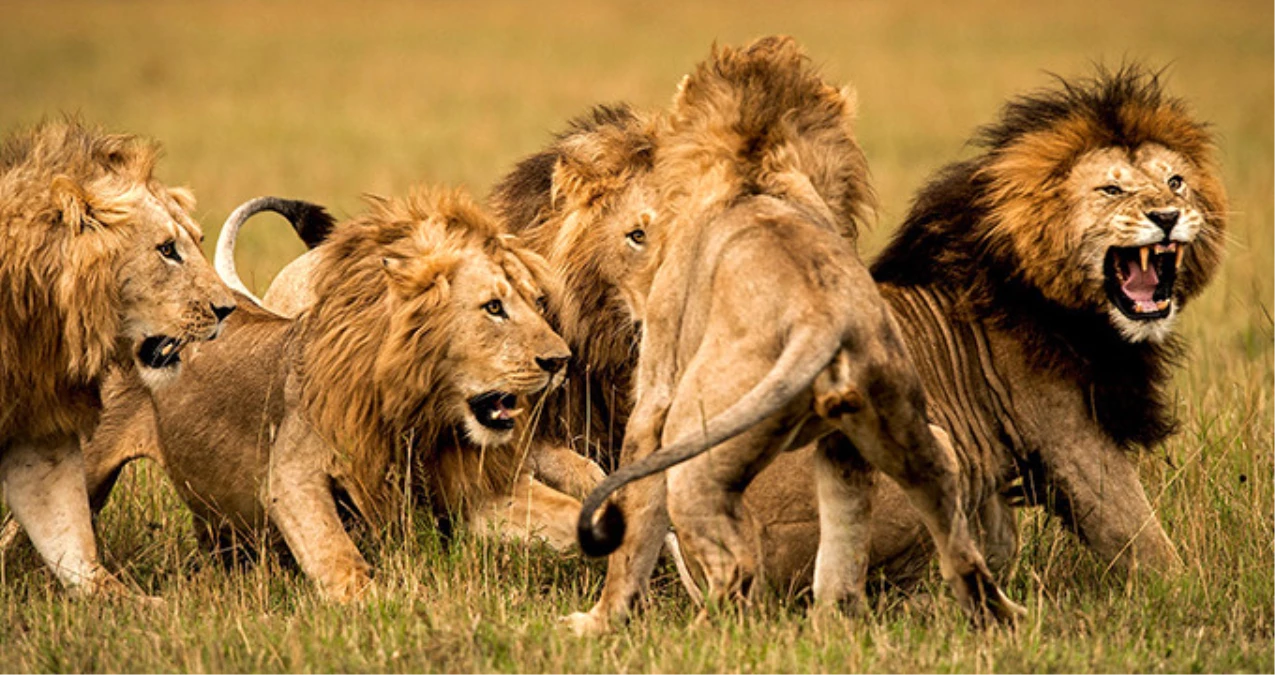 Güney Afrika\'da Kaçak Gergedan Avcılarını Aslanlar Yedi