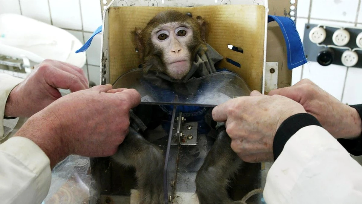 Başarısız Deneylerde Hayvanların Acı Çekmesine Karşı Hollanda Hayvansız Bilimsel Deneylere Öncülük...