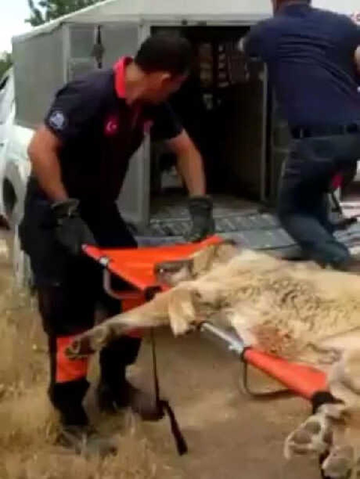 Elazığ\'da Dereye Düşen Köpeği İtfaiye Kurtardı