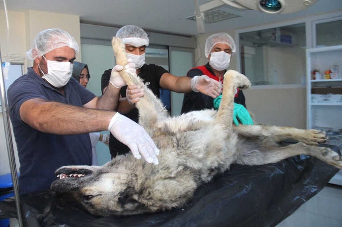 Günlerce Aç ve Susuz Kalan Köpek Kurtarıldı