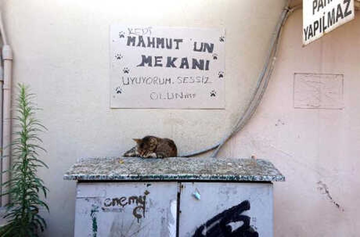 Kedi, Elektrik Panosunu Yuva Yaptı