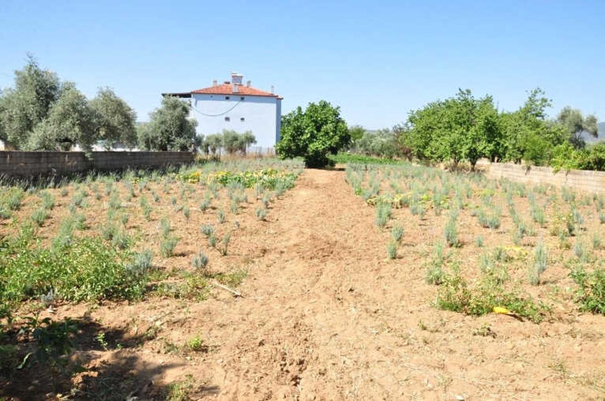 Milas\'ta Lavanta Rüzgârı Esiyor