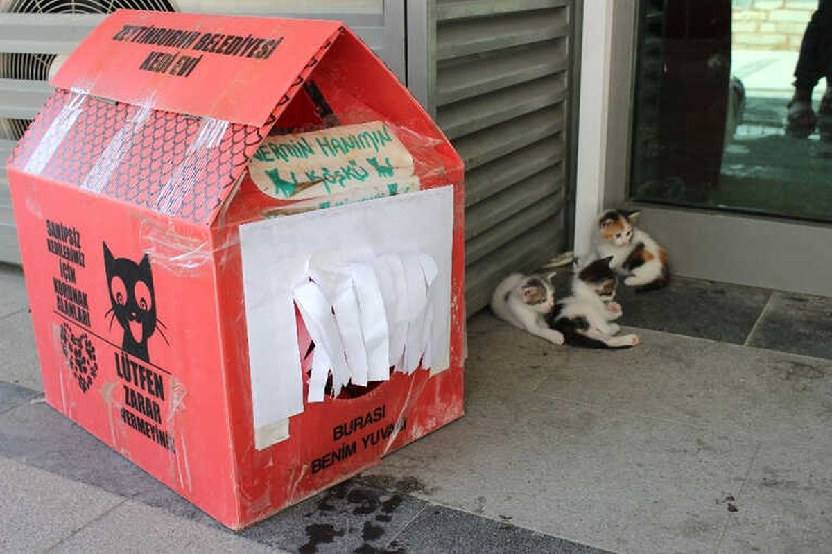 Merkezefendi Millet Kıraathanesi\'nin Maskotu Kediler