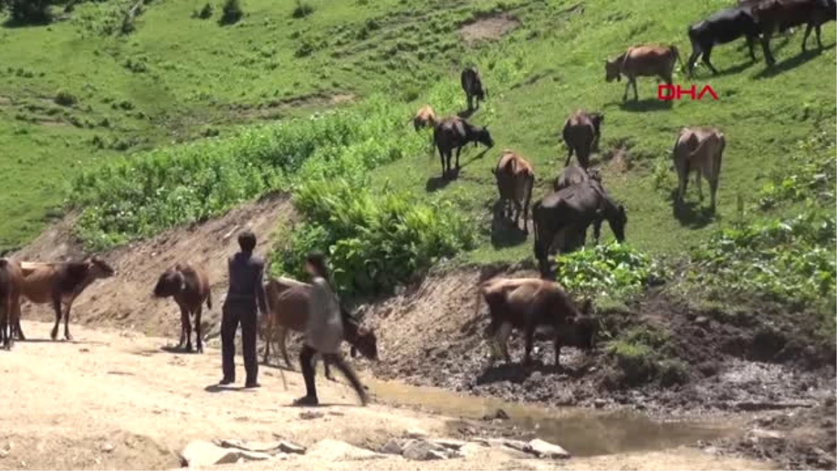 Rize Hamdu Sena, Yaylada Hayvanlarına Bakıp Ders Çalışıyor