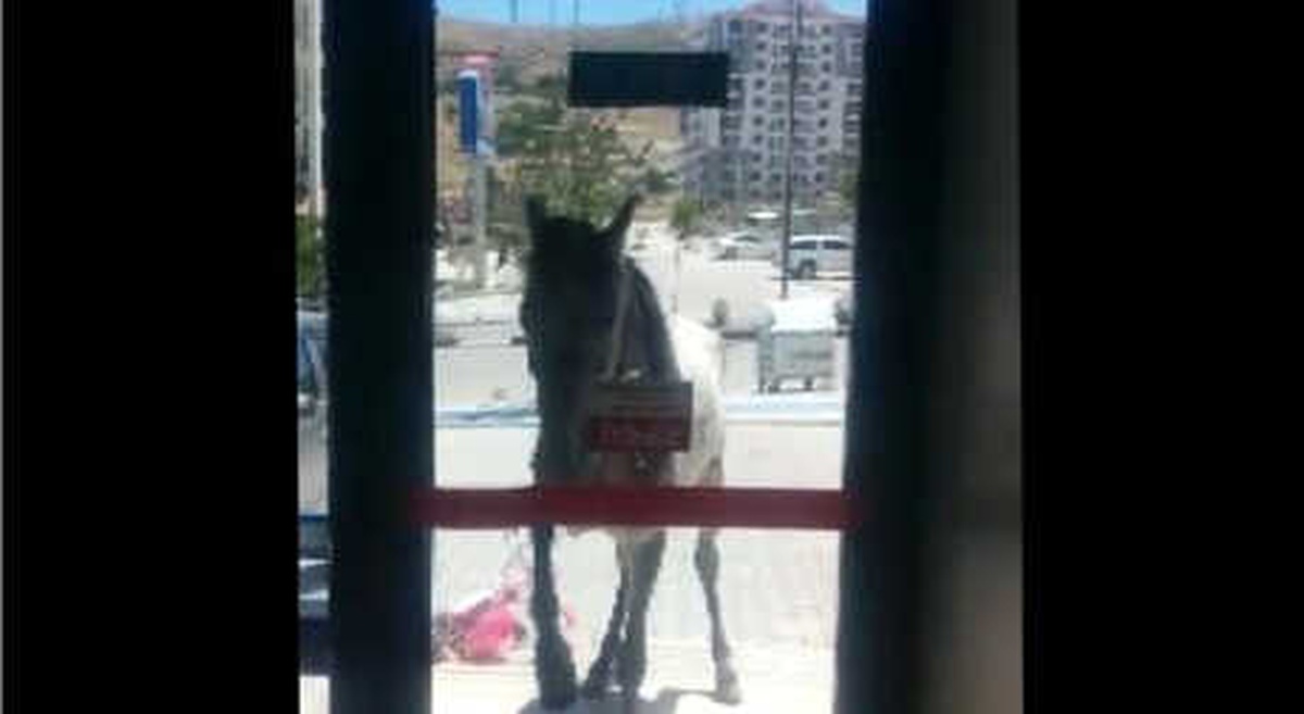 Sahipsiz Atın Market Camını Tekmelemesi Kamerada