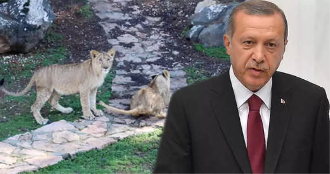 Cumhurbaşkanı Erdoğan\'ın Aslanlarını Duyan Vatandaşlar Hayvanat Bahçesine Akın Ediyor