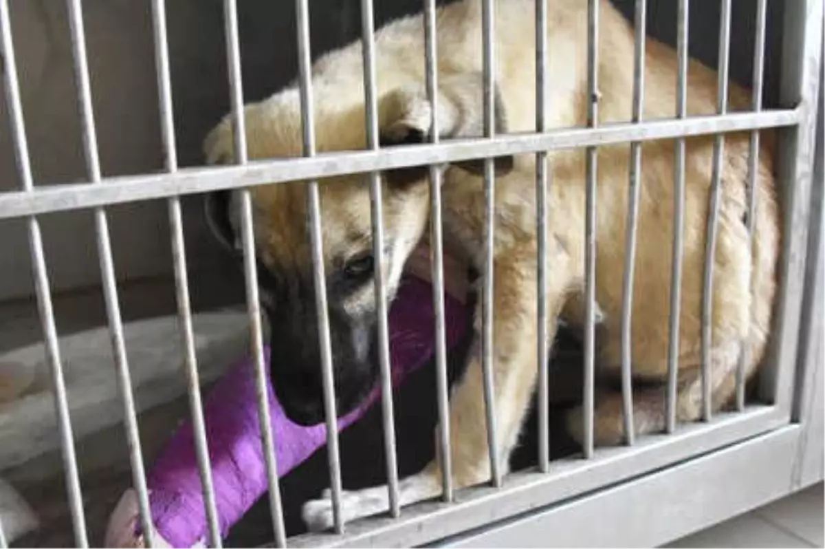 Hayvanlara İşkencenin Temeli Eğitimsizlik\'