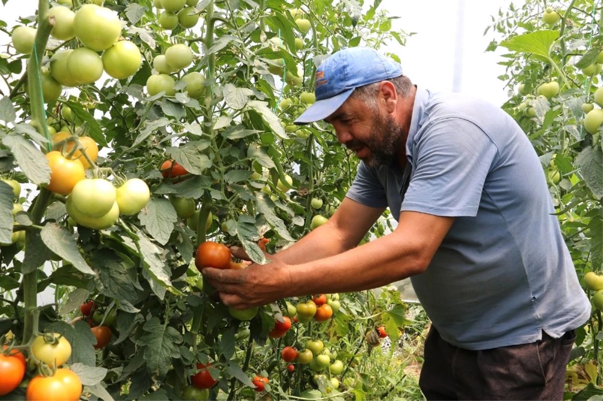 Manisa Büyükşehir\'in Projesi Üreticiye Kazandırdı