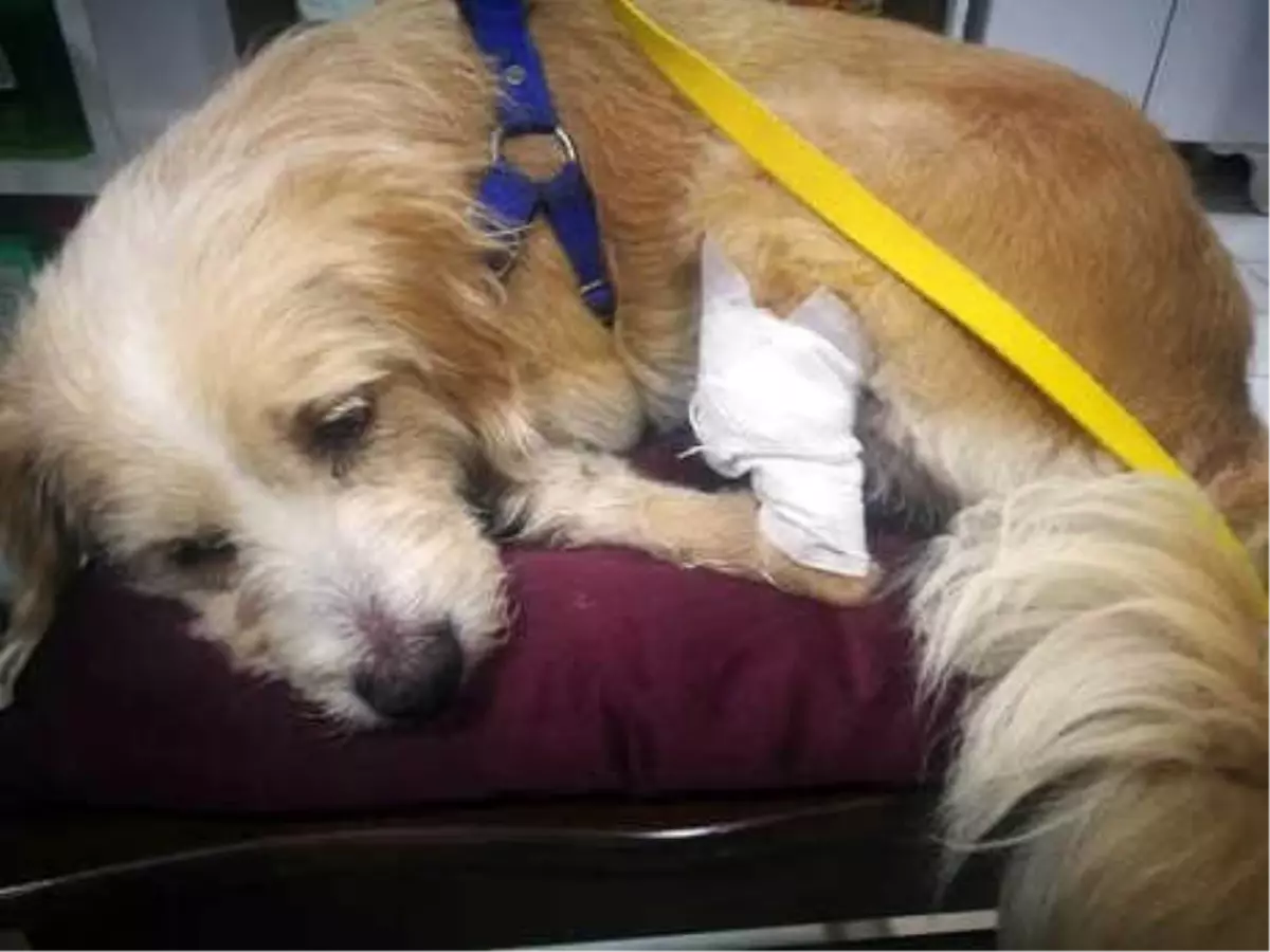 Samsun\'da 3 Gün Önce Kaybolan Köpek Yaralı Bulundu