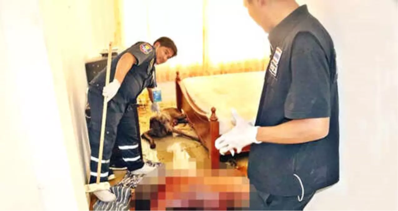 Aç Kalan Köpek, Ölen Sahibinin Suratını ve Göğsünü Yedi