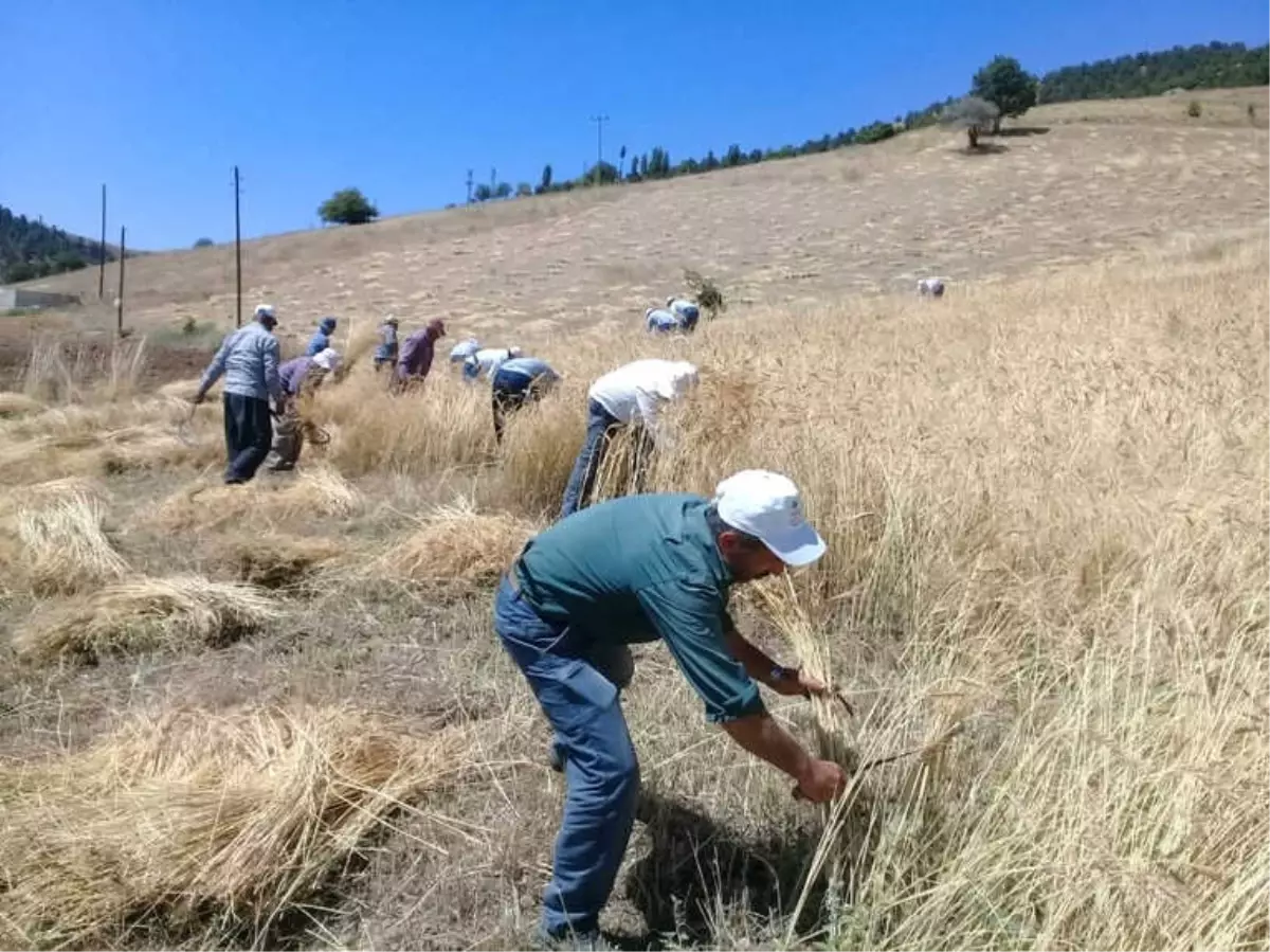 Ata Yadigarı Ellik ve Orakla Ekin Biçiyorlar