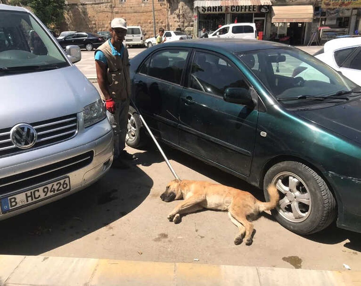 Birecik\'te Başıboş Köpekler Bayıltılarak Barınaklara Götürüldü