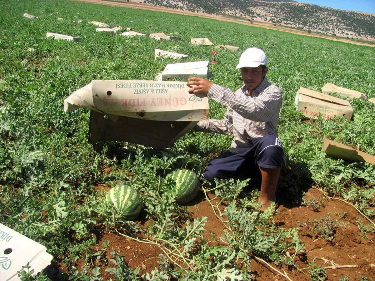 Karpuzlara Karton Koruması