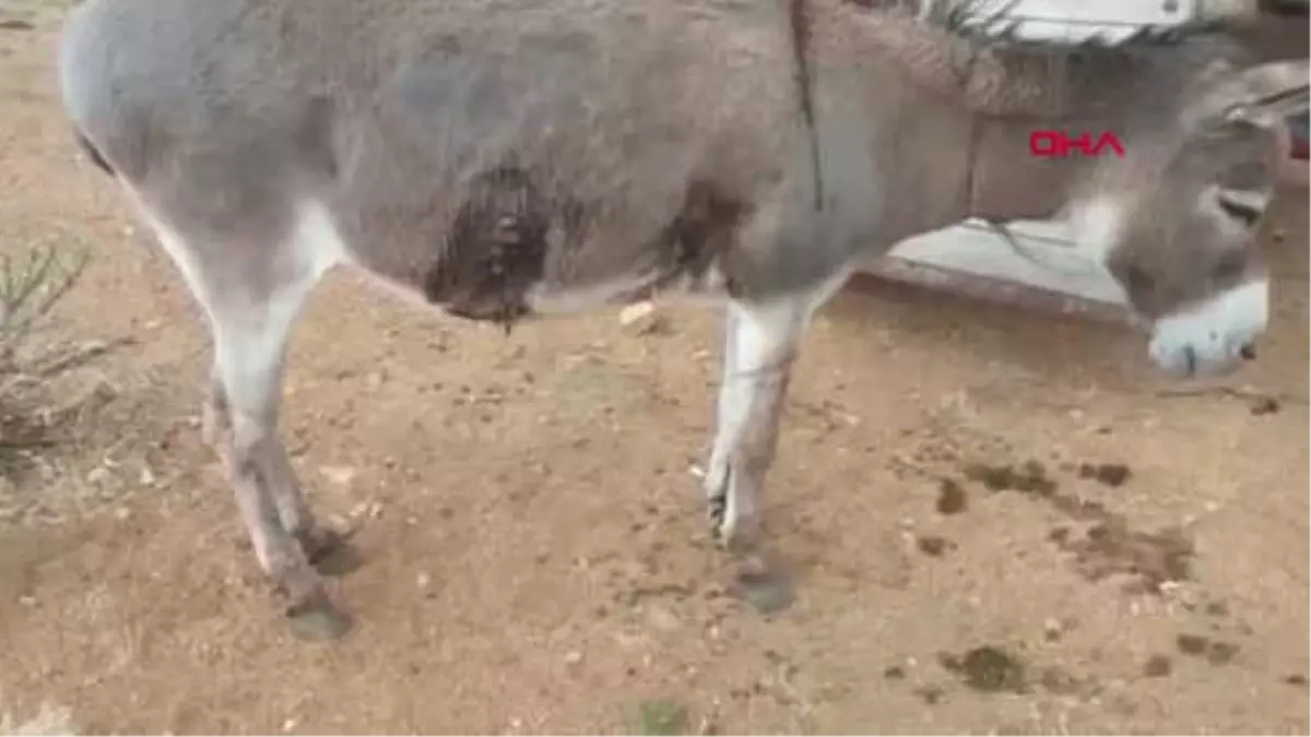 Konya Gürültü Yapıyor Diye Vurulan Eşek, Tedavi Edildi