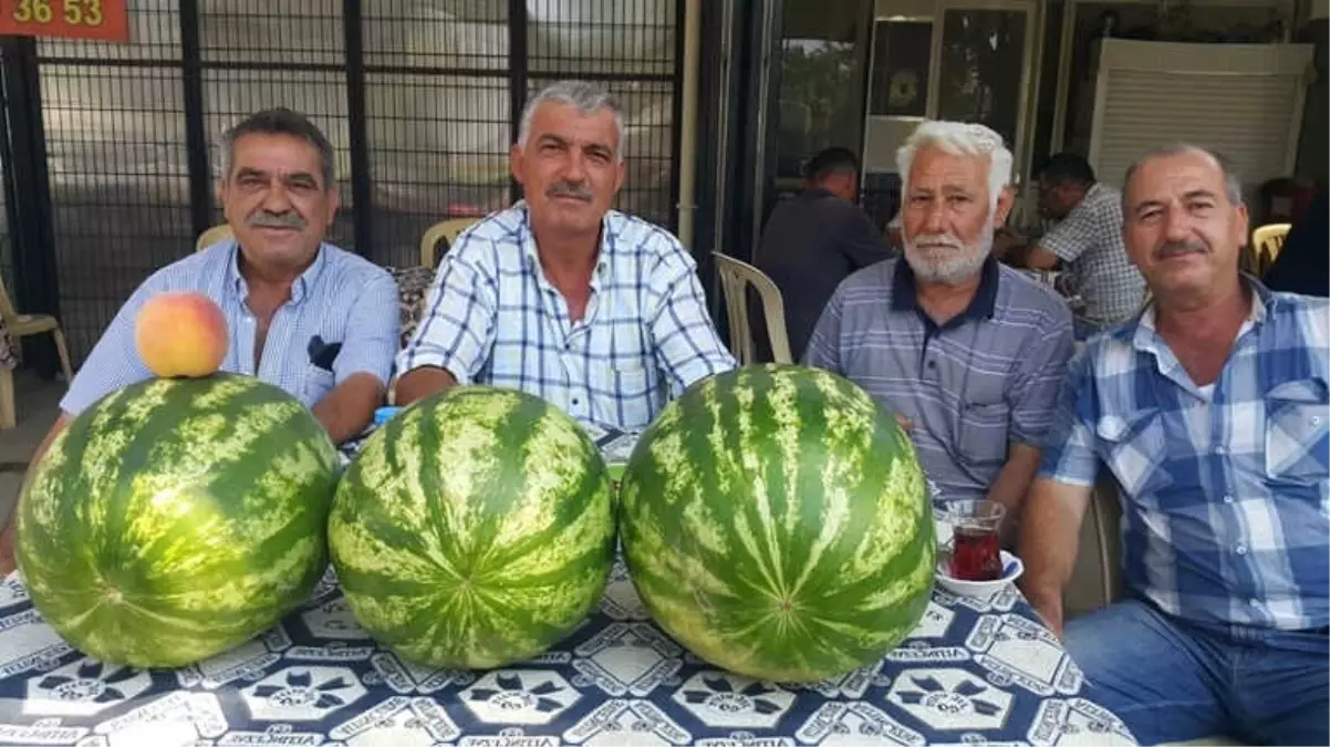 Ödemiş Karpuzunun Fiyatları Düşük, Üreticinin Morali Bozuk