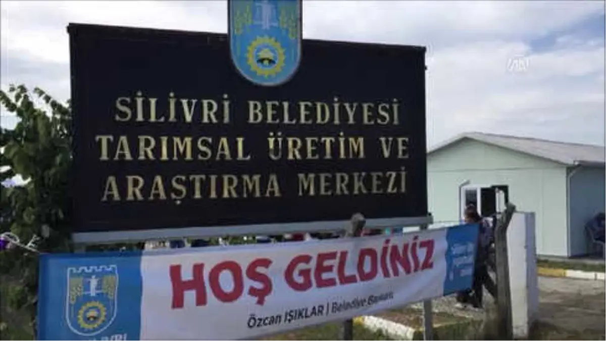 Silivri\'de 3. Lavanta Hasadı Şenliği